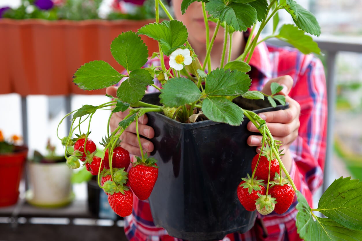 Aprende cuándo y cómo plantar fresas en macetas para disfrutar de una