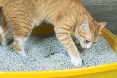 ¡Descubre cuándo debes cambiar la arena de gato para mantenerlo saludable!